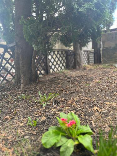 a garden with red flowers in front of a tree at Timi Residence in Braşov