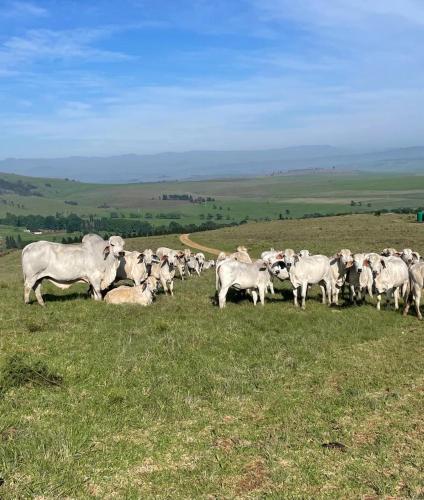 a herd of white cows grazing in a field at Kerriston Manor House in Mooirivier