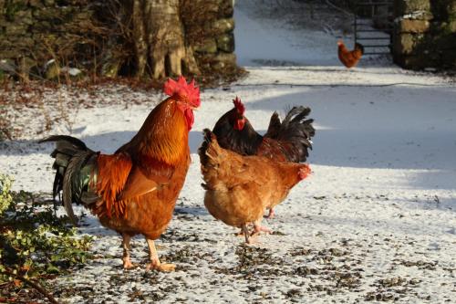 ゲストハウスの敷地内または近くにいる動物