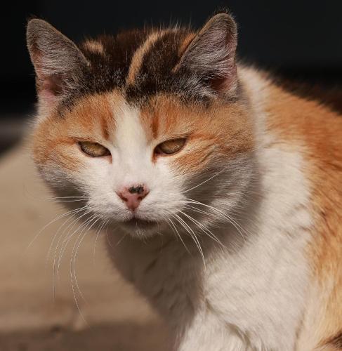 an orange and white cat looking at the camera at Bauernhof Kure in Leutschach