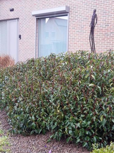 a statue of a man standing on top of a bush at B&B Bergdal in Gits