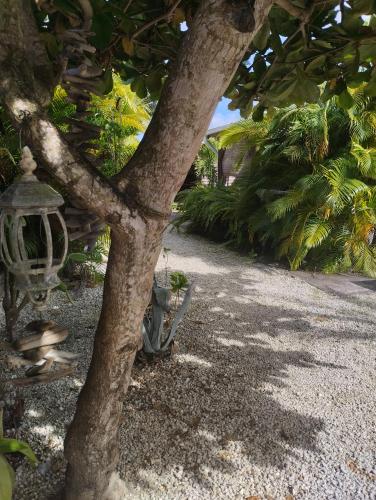 a tree with a lamp sitting next to a road at Résidence Bois Flotté in Sainte-Anne