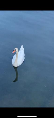 a white swan swimming in the water at Lake House Buric in Vranjina