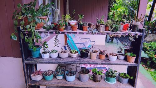 Casa de Flores – Photos 3