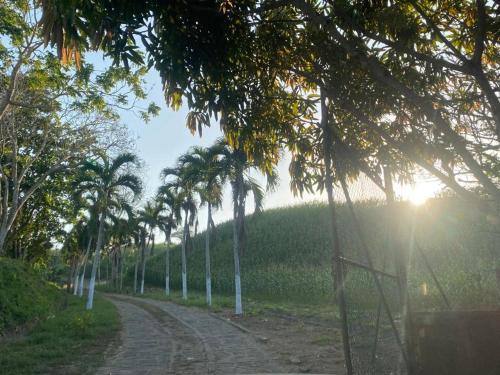 a dirt road lined with palm trees on a hill at Ecohotel La Reserva in Piojó