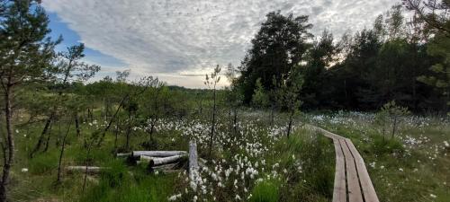 a field with white flowers and a wooden path at Apartmány Kousek od jezera in Doksy