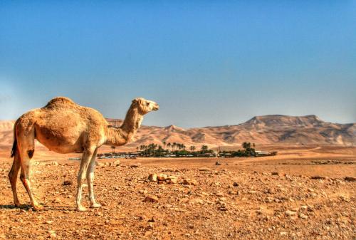 a camel standing in the middle of the desert at Kfar Hanokdim - Desert Guest Rooms in Arad