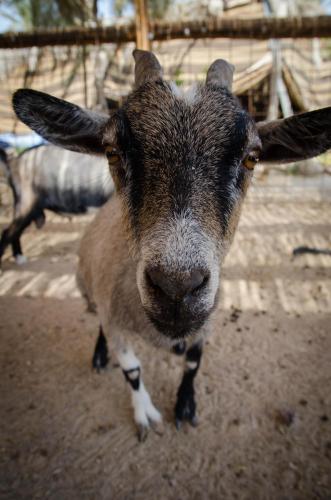 a brown and white goat looking at the camera at Kfar Hanokdim - Desert Guest Rooms in Arad