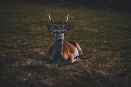 a gazelle sitting in the grass in a field at Landhaus Eickler in Baiersbronn