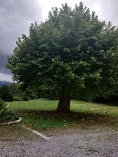 a large tree in the middle of a field at Belle Béarnaise in Bidos