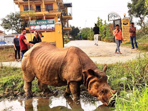 a brown rhino standing in the water next to people at Hotel National Park- A peaceful Family home where you can stay Peace and Enjoy and Organize the wildlife Safari in Chitwan
