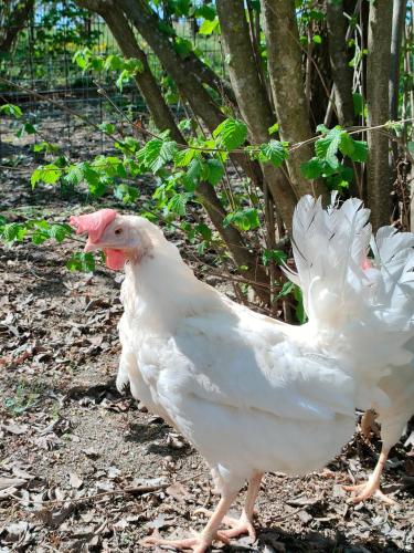 Binatang di penginapan di ladang atau berdekatan