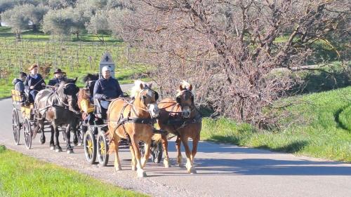 Гости Romitorio di Castiglione del Lago