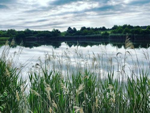 a body of water with tall grass in front of it at Ferienhaus Plauer See in Alt Schwerin