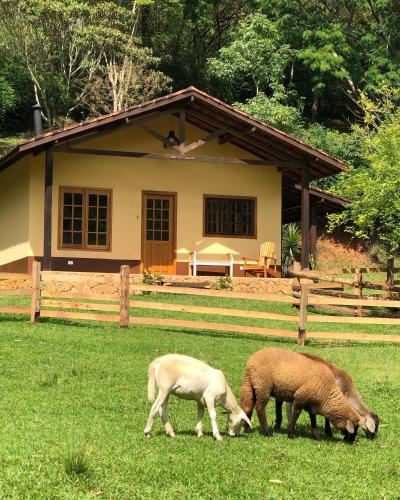 two sheep grazing in the grass in front of a house at Sitio Eco Friends - Perfeita para Casal e Família! in São Bento do Sapucaí