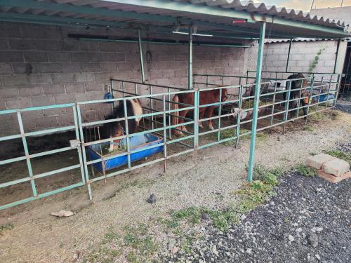 Suite privada في San Martín de las Pirámides: مجموعة من الأبقار في قلم في مبنى