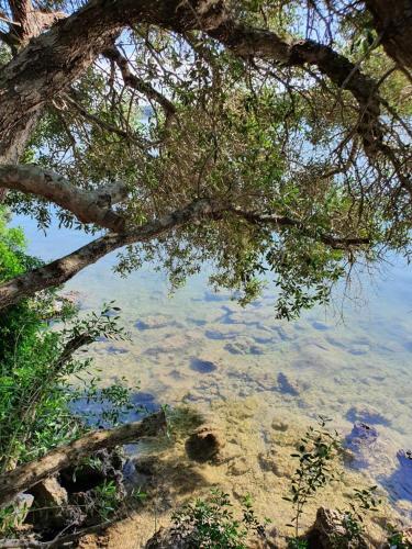 a tree branch hanging over a body of water at Perla D'Oriente - Affittacamere in Otranto