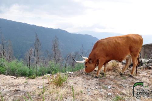 a brown cow standing on top of a hill at Gerês Guest House in Geres