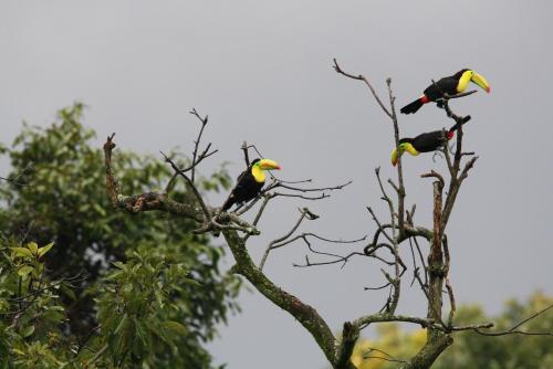 three birds perched on top of a tree branch at Apartamentos La Alborada Airport SJO in Alajuela City