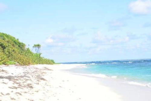 a white sandy beach with the ocean and palm trees at Bungalow Belvu 2chb - piscine personnelle in Le Marin