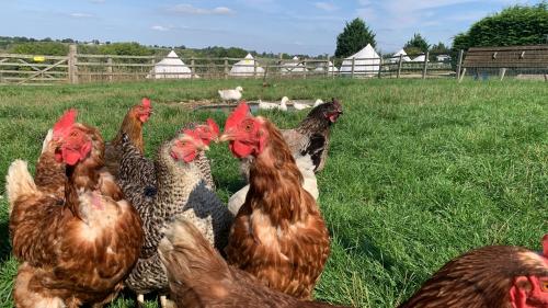 a group of chickens standing in a field at Home Farm Radnage Glamping Bell Tent 6, with Log Burner and Fire Pit in High Wycombe
