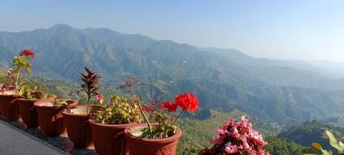 a row of potted plants on top of a mountain at Mountain green valley homestay in Lansdowne