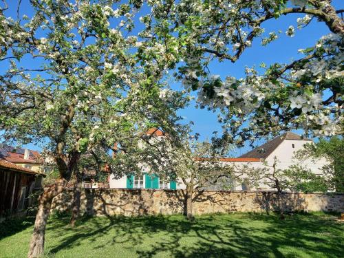 a tree with white flowers in front of a house at Holiday Home Kojetice na Moravě by Interhome in Kojetice
