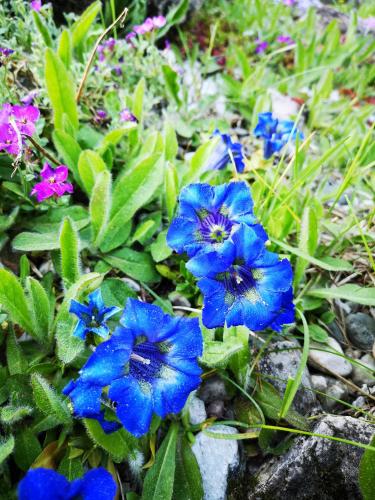 a group of blue flowers in the grass at Haus Edelweiß in Unterwössen