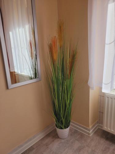 two potted plants in a corner of a room at Apartmány Brno in Brno