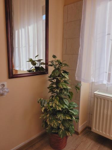 a plant sitting in a room next to a mirror at Apartmány Brno in Brno