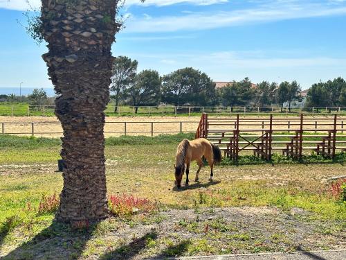 a horse grazing in a field next to a tree at Golden Beach House in Porto Santo