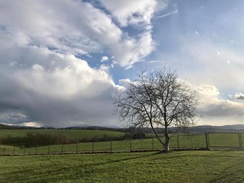 a lone tree in a field with a fence at Chaloupka Stanětice in Zahořany
