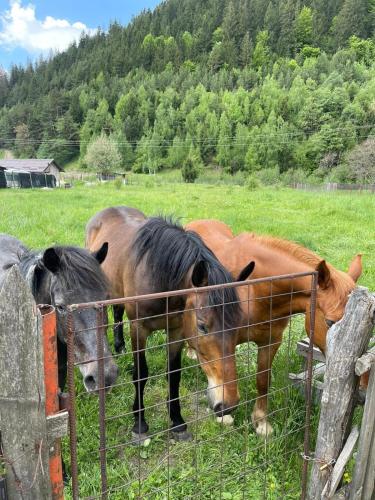 a group of horses grazing in a field behind a fence at Casa bunicilor din Leresti in Voineşti