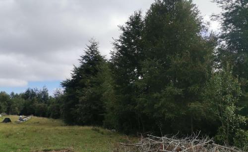a group of trees in a grassy field at Cabañas Piukewen in Riñinahue