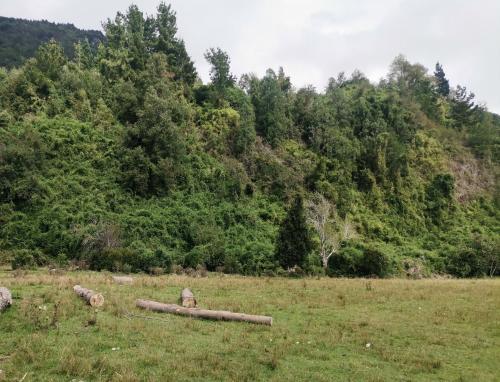 a field with logs in front of a mountain at Cabañas Piukewen in Riñinahue