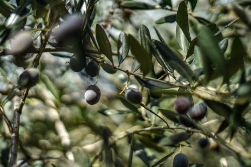 a bunch of olives hanging from a tree at Agriturismo La Rocca in San Bartolomeo al Mare