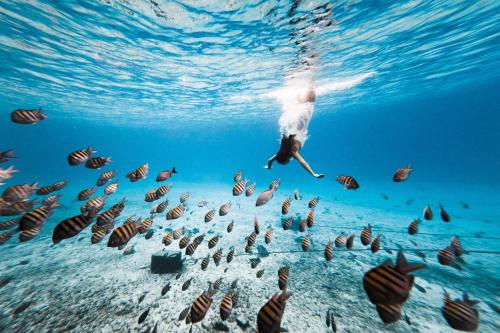 eine Person, die mit einer Gruppe von Fischen im Meer schwimmt in der Unterkunft Hotel B Cozumel in Cozumel