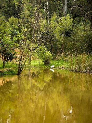 a duck swimming in a lake with trees in the background at "Suite Cabaña Cantodeagua - Jacuzzi -Refugio en Reserva Natural Urbana - Villa de Leyva" in Villa de Leyva