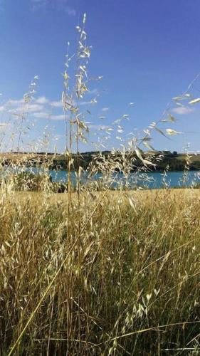 a field of tall grass next to a body of water at la Bergerie in Salles-sur-lʼHers
