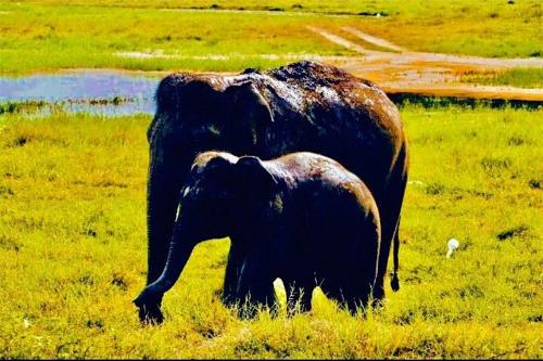 a baby elephant standing next to an adult elephant at ARANI HOMESTAY in Polonnaruwa
