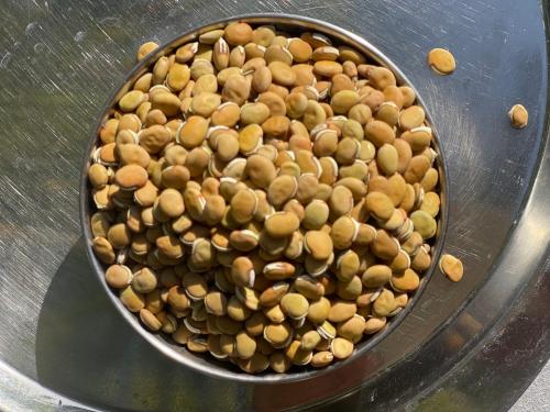 a metal bucket filled with lots of green beans at Bendre's Farm Stay-Neral in Neral