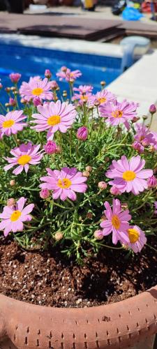a bunch of pink flowers in a pot next to a pool at Αρχοντικό Ταξίμι (Μουντζουρίδη) in Argalasti