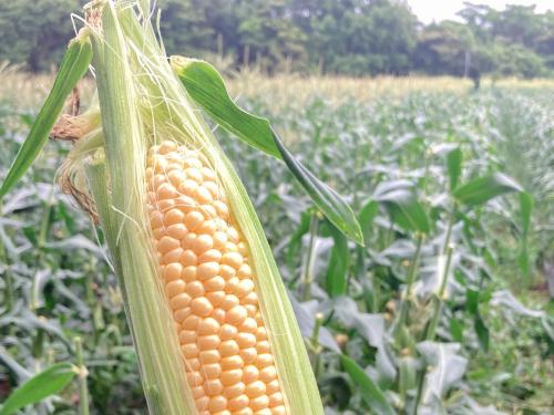 an ear of corn in a corn field at 柏島ヴィレッジ in Otsuki