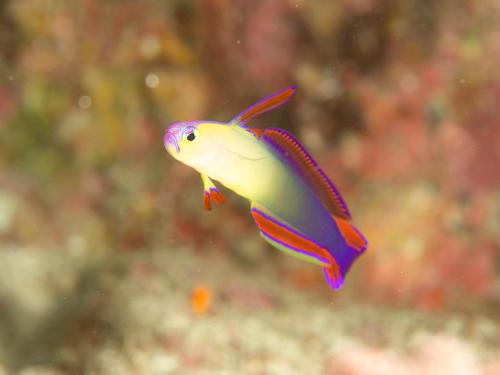 a colorful fish is swimming in the water at 柏島ヴィレッジ in Otsuki