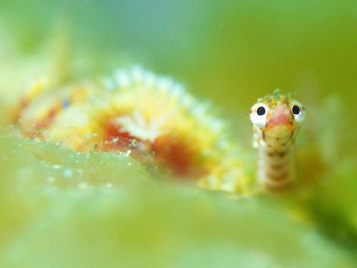 a close up of a seahorse on a green leaf at 柏島ヴィレッジ in Otsuki