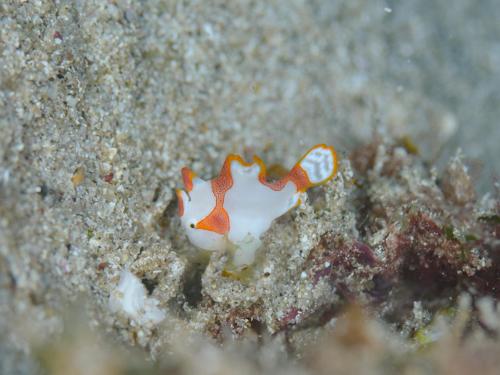 a small orange and white fish in the sand at 柏島ヴィレッジ in Otsuki
