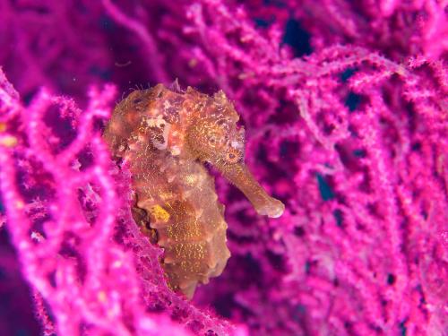 a seahorse is sitting on a pink flower at 柏島ヴィレッジ in Otsuki