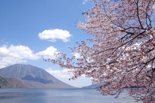 a tree with pink flowers next to a body of water at Okunikko Guesthouse JUN in Nikko