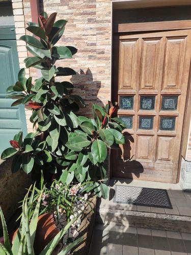 a plant in front of a house with a door at Casa vacanza Giovanna in Ortona