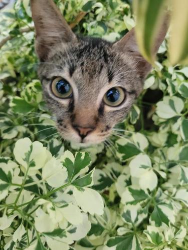a cat is peeking out from behind a bush at La Vida Hostel in Puerto Princesa City
